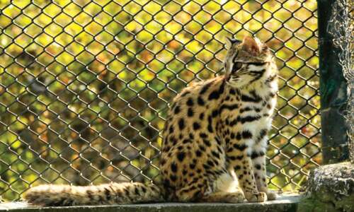 Rescued leopard cats released into Margalla Hills Rescued leopard cats released into Margalla Hills