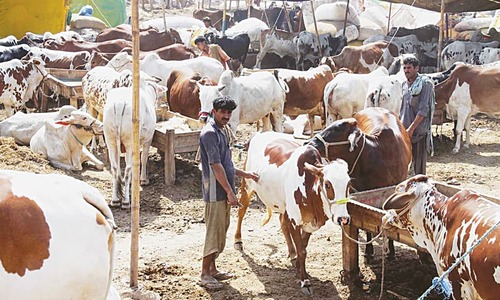 Livestock policy eyes private sector-led growth