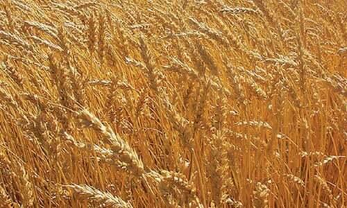 Punjab fears wheat smuggling as ECC declines support price hike