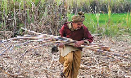 A contradictory tale of sugar