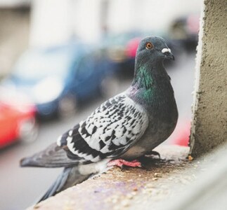 Story time: The pigeon with one leg!