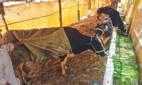 Lumpy skin disease not transmittable to humans, says AKUH alert