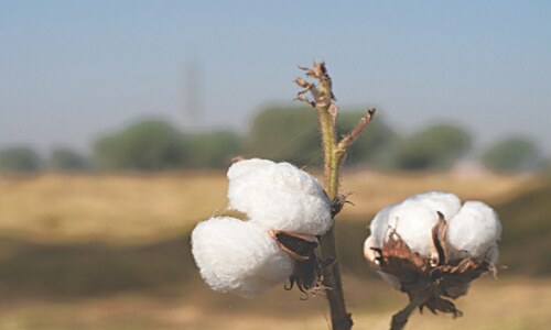 Agriculture: The story of white lint&rsquo;s redemption