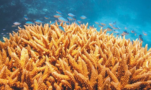 Great Barrier Reef hit by bleaching as Unesco weighs &lsquo;in danger&rsquo; listing