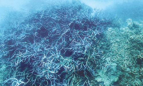 Australia declares &lsquo;mass bleaching&rsquo; at Great Barrier Reef