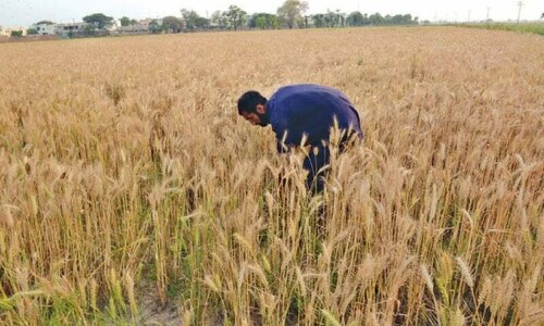 Volatility of prices amid uncertain crop size