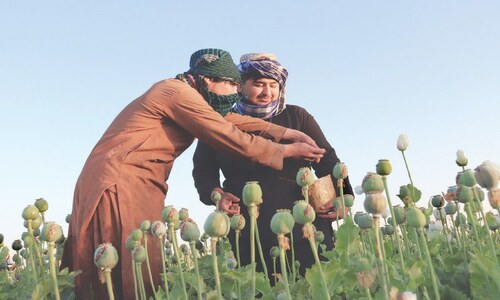 Taliban clamp down on drugs, announce ban on poppy harvest