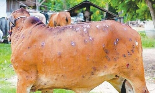 Drive to vaccinate cattle against lumpy skin disease begins in Karachi Drive to vaccinate cattle against lumpy skin disease begins in Karachi