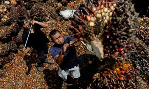 Indonesia's palm oil export ban heats up vegetable oil market