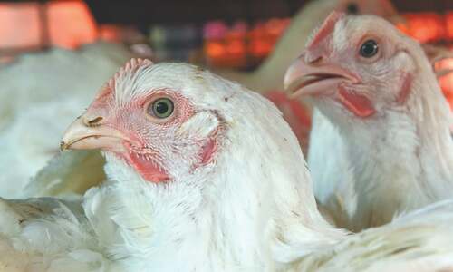 Karachi beats other urban areas in poultry rate