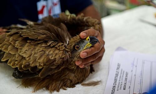 Thirsty birds struggle to survive in scorching Indian heat
