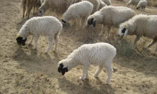 50 sheep die of heatwave in Cholistan 50 sheep die of heatwave in Cholistan