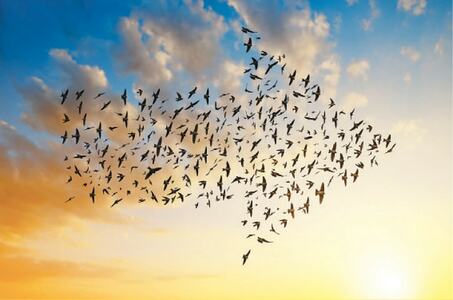 Amazing migratory birds