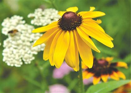 GARDENING: SO YOU WANT TO PLANT A TREE?