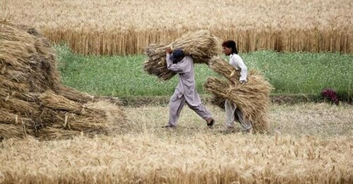 Balochistan approves Rs200 increase in wheat support price
