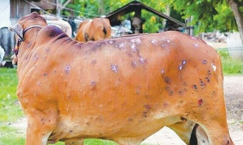 Animals affected by skin disease enter livestock markets as govt bickers Animals affected by skin disease enter livestock markets as govt bickers