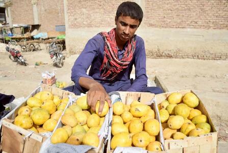 The curious case of mango production in Sindh