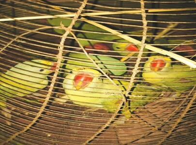 26 rare birds seized by wildlife dept on city’s outskirts