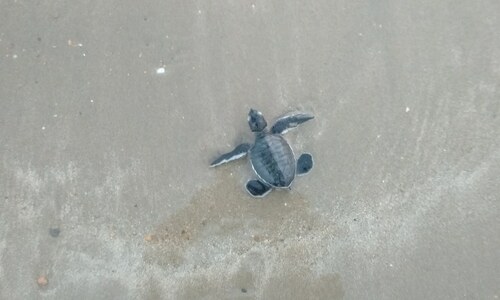Sea turtles along Pakistan's coast face host of threats