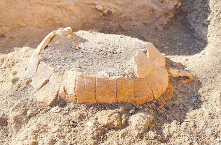 Tortoise and her egg unearthed at Pompeii ruins