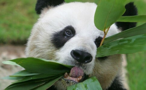 World's oldest known male giant panda, An An, dies at 35
