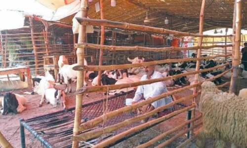 Rs20bn worth of animals but fewer customers at Shahpur Kanjran
