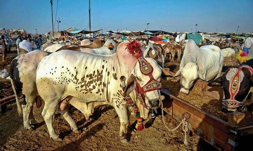 A rendezvous with ‘petite and pretty’ cow, two hump camel and other folks A rendezvous with ‘petite and pretty’ cow, two hump camel and other folks