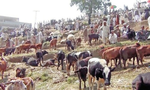 Guidelines issued to prevent transmission of Congo virus