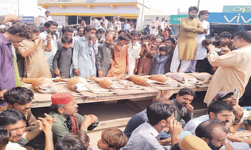 Eight rare deer killed by five hunters in Thar wildlife sanctuary