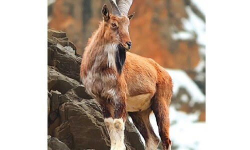 Insight: A conversation with a markhor