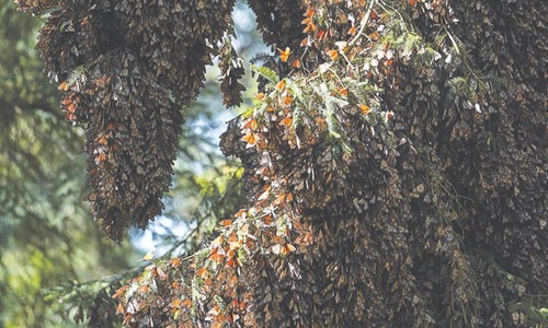 Migratory monarch butterfly joins global endangered species list Migratory monarch butterfly joins global endangered species list