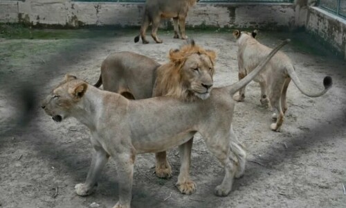 Going once, going twice&hellip; Lahore lions up for auction