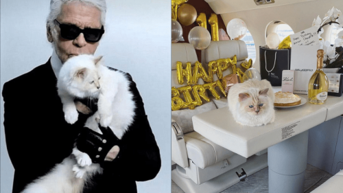 We may not be living our best lives but late designer Karl Lagerfeld’s cat sure is