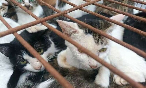 Chinese police rescue 150 cats headed for dinner tables