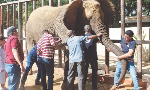 Vet team on way to Karachi for treatment of four elephants