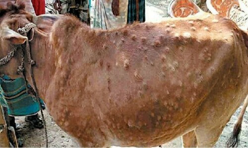 Farmers in Narowal recount the ravages of lumpy skin