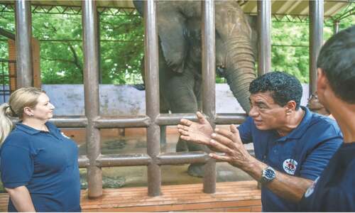 Vets reschedule Karachi Zoo elephant&rsquo;s surgery