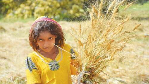 Missed targets of wheat and corruption