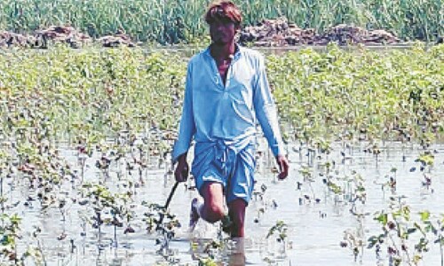 No wheat shortage amid crop damage in Sindh: Passco