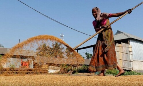 India&rsquo;s rice export curbs paralyse trade in Asia as prices rise