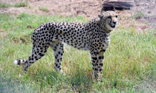 Cheetahs return to India after 70-year absence