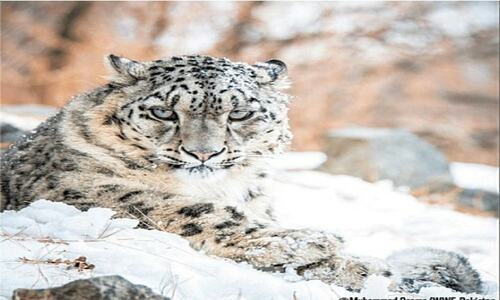 Wildlife conservation Wildlife conservation