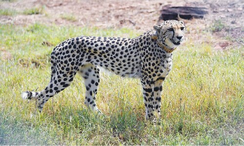 India welcomes back cheetahs, 70 years after local extinction