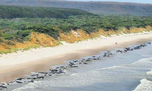 230 pilot whales stranded in Australia, &lsquo;about half&rsquo; feared dead