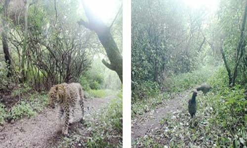 Wildlife reclaiming preservation area in Margalla Hills