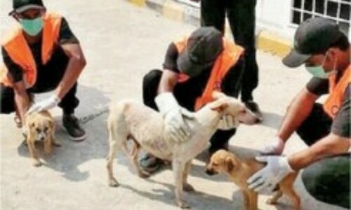70 stray dogs shifted to newly-opened centre in Islamabad for neutering 70 stray dogs shifted to newly-opened centre in Islamabad for neutering