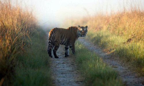 &lsquo;Man-eater&rsquo; tiger that killed nine shot dead in India