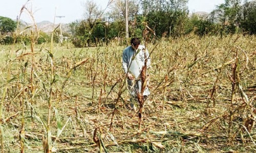 Hailstorm destroys crops in Swabi