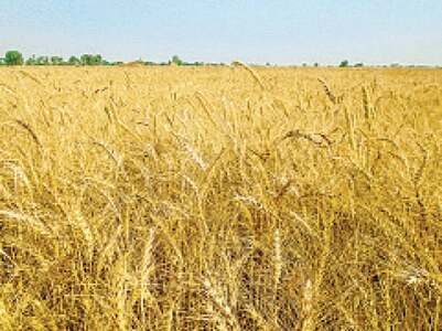 An avertable urea crisis in the making
