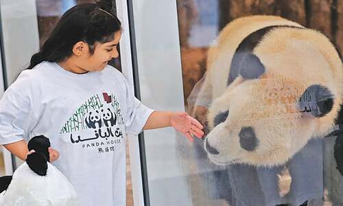 Qatar gets Middle East’s first pandas Qatar gets Middle East’s first pandas
